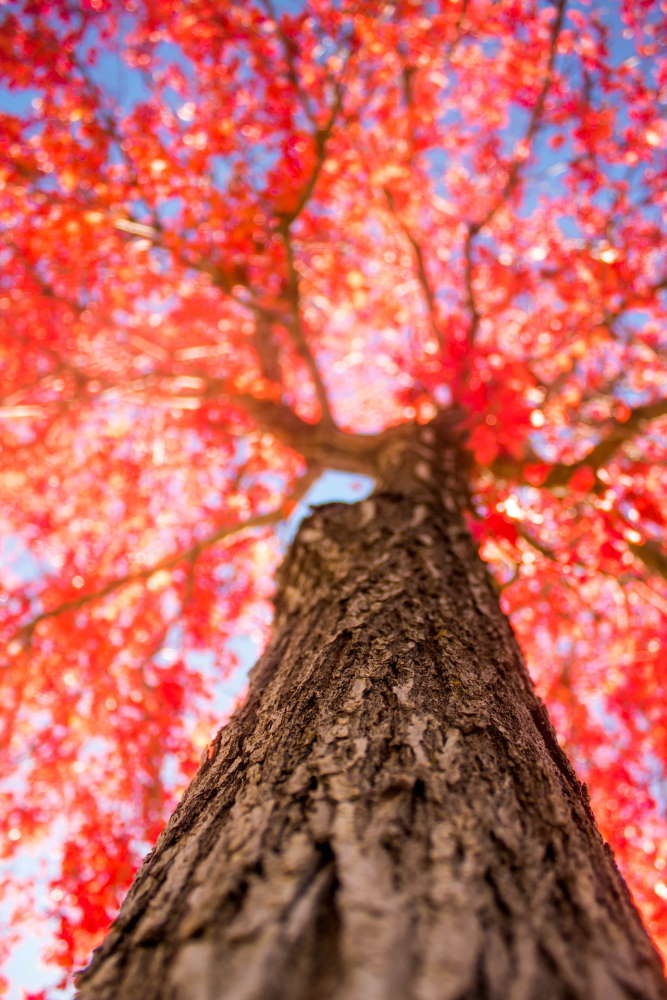 Ahornbaum rote Blätter